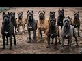 Don t Get a Cane Corso Dog Until You Watch This