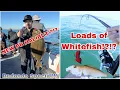 Catching my NEW PB HALIBUT with some Whitefish on the Redondo Special