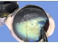 sheep eye anatomy