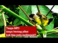Lagu Pikat sogon!!cara pikat sogon tanpa MP3 dan burung pikat dengan hasil melimpah