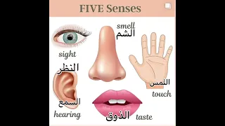 Five Senses In English الحواس الخمس بالإنجليزية Learnenglish Senses 