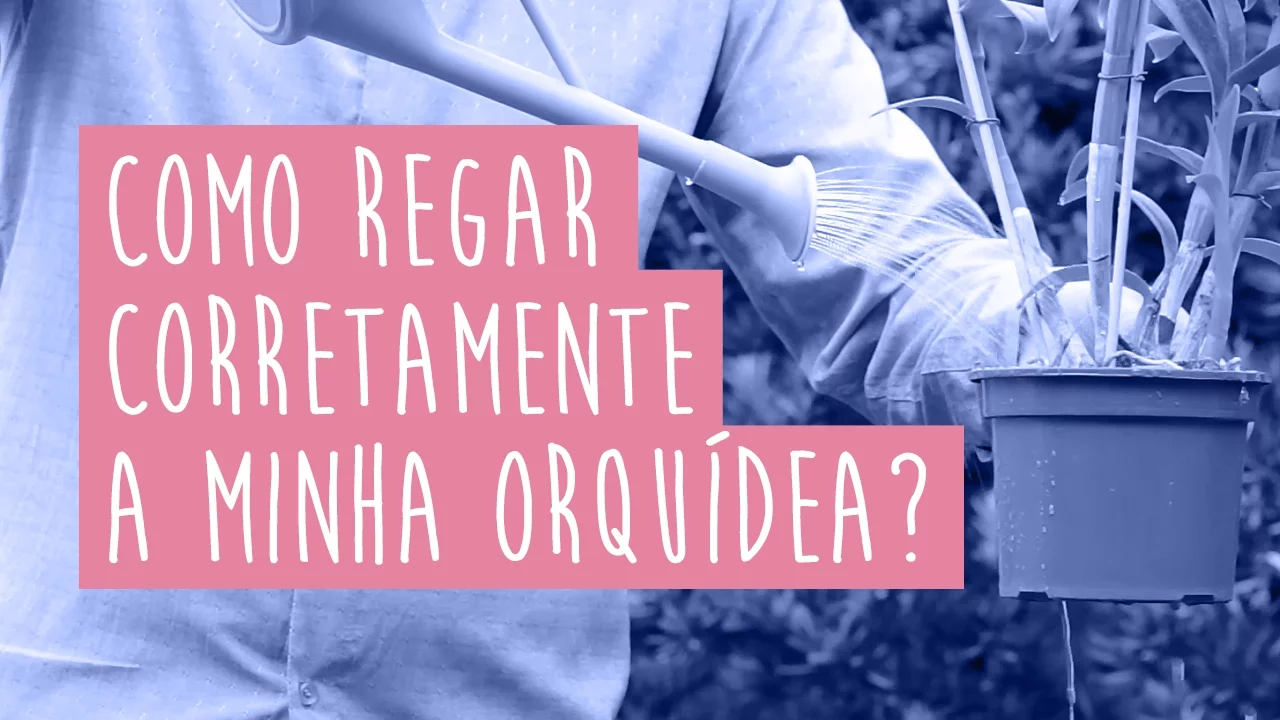 COMO REGAR CORRETAMENTE A SUA ORQUÍDEA