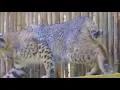 Bobcat kittens move into Audubon Zoo Swamp