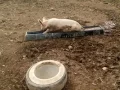 Pig in the water trough