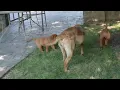 Fox Red Labrador Retriever Puppies For Sale