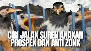 banyak yang masih salah ini cara memilih jalak suren anakan prospek jantan dan betina di ombyokan