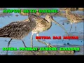 Download Lagu Suara pikat burung Gajahan cocok untuk betina dan jantan auto nogol.