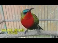 Download Lagu Suara Burung Kolibri Merak Gacor Suara Jernih | Cocok Untuk Masteran