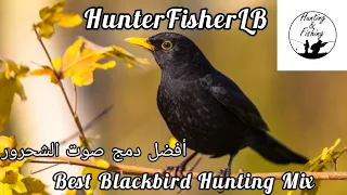 صوت الشحرور للصيد ٤ أصوات صوت دمج مميز Commun Black Bird Hunting Sound Mix Blackbird Hunting 