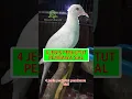 Download Lagu 4 Jenis Perkutut Pembawa Sial #shorts #perkutut #katuranggan #burungperkutut #perkututlokal #burung