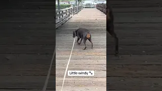 Windy morning.. #Fyp #dream #YouTube #doberman #pets