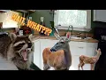 Download Lagu I Let Wild Animals Come And Live In My House 2