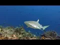 Lagu Diving around Halmahera, Indonesia
