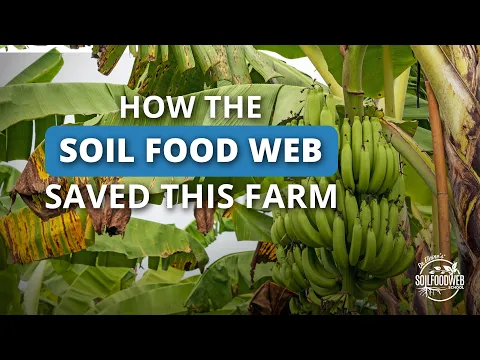 Download MP3 Soil Food Web School Case Study: Organic Banana Farm Saved!