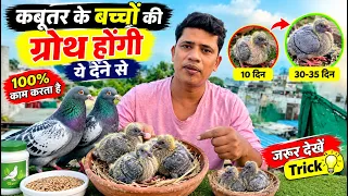 कबूतर के बच्चों की ग्रोथ होंगी ये देने से ?????