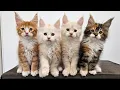 100 Days of Maine Coon Kittens Growing Up