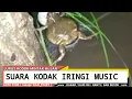 Download Lagu Suara Kodok Iringi Music ( dj kodok )