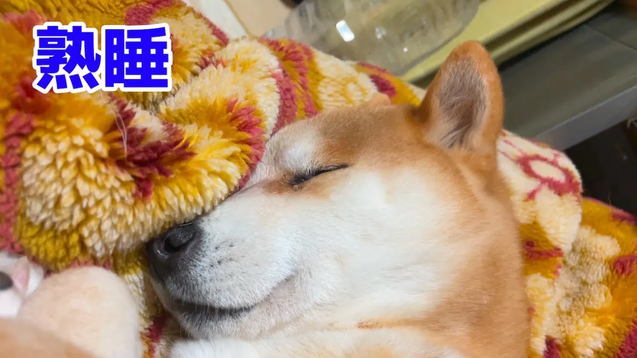柴犬の主「熟睡中ごめん。起こさなきゃいけない」
