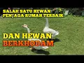 Download Lagu JANGAN ASAL MEMELIHARA ANGSA! PELIHARA ANGSA KELING BANYAK MANFAATNYA