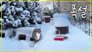In a yard with heavy snow, stray cats have moved in.