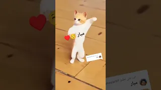  ميار  الجزائر  عمان  السعودية  العراق  امارات  مصر  تركيا  الهند  الامارات دندنها