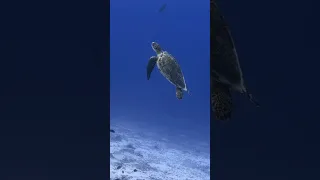 Would You Let Your Kids Do This?