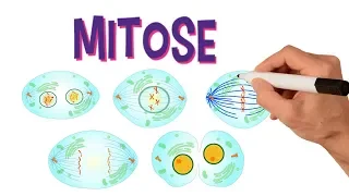✅ FASES DA MITOSE | DIVISÃO CELULAR