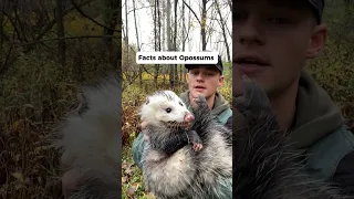 Facts about opossums Part 1