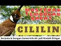 Download Lagu MASTERAN CILILIN TEMBAKAN RAPAT BERJEDA MUDAH DIINGAT+TERAPI SUARA AIR MP3  #cililin #masteranburung