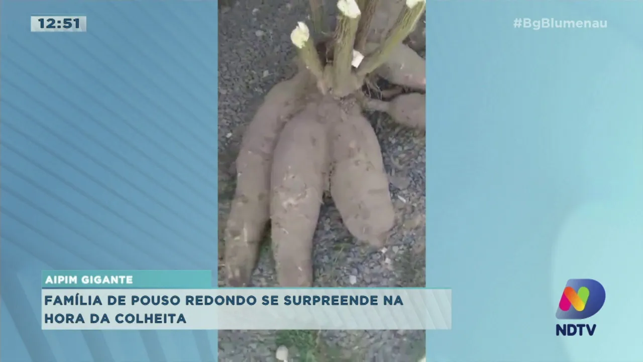 Família de Pouso Redondo, no Alto Vale do Itajaí, colhe aipim gigante