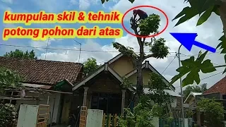 kumpulan video tehnik u0026 skil potong pohon dari atas memakai mesin chainsaw
