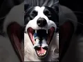 Dog vore