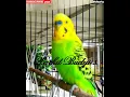 Download Lagu #shorts ~ PARKIT GACOR ! Parkit Isian tembak beset crecet masteran murai C ijo  kacer / Budgie