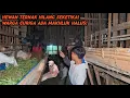 Download Lagu WARGA GEGER!! HEWAN TERNAK MATI DAN HILANG SEKETIKA,DIDUGA TUMBAL PESUGIHAN!