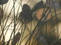 Helios - Ideals or Hopes (Moiety)