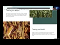 Corn Leaf Disease Detector AI Camp 2021