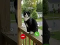 Download Lagu #ringtone #smartphone #cat