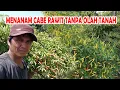 Download Lagu Panduan Menanam Cabe Rawit di Lahan Tanpa Olah Tanah dari Awal sampai Panen