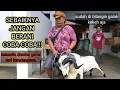 Download Lagu PAMAN NYOBA KELUARKAN DOMBA GARUT GALAK DARI KANDANGNYA, APA YANG TERJADI!?