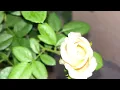Peach Avalanche Rose 🌹 | Beautiful Peach Roses & Garden Update | PlantDecode