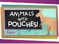 Why Do Kangaroos Have Pouches Animal Science for Kids