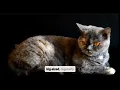 Maine Coon Siamese Mix Guide to This Unique Hybrid Cat