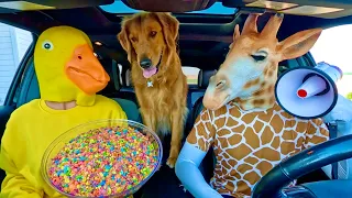 Rubber Ducky Surprises Giraffe & Puppy in Car Ride Chase