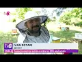 Download Lagu Apicultorii trag semnal de alarmă: Producția mierii de salcâm a scăzut cu 90% în 2025