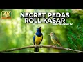 Lagu 🔴 Live Masteran Murai Terbaik Cucak Cungkok Gacor vs Tepus Kepala Abu Gacor Panjang
