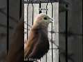 Download Lagu suara burung Pipit emprit peking Bondol kaji gacor isian kenari - short 302