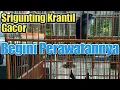 Download Lagu Supaya Srigunting Krantil Gacor, Begini Perawatan Hariannya