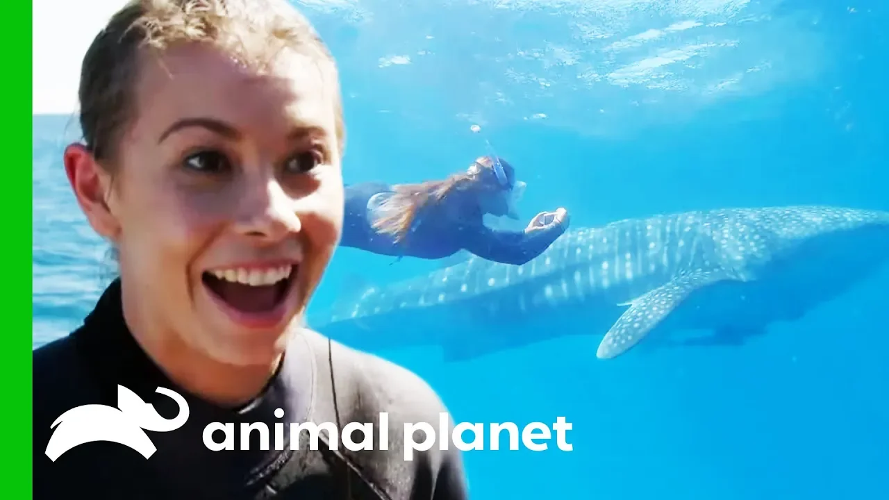Bindi Swims With A Whale Shark And Names Him After Her Dad! | Crikey! It's The Irwins