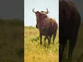 Download Lagu The wildebeest finally couldn't escape the lion's encirclement #animals #Friendship #Us #fyp