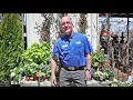 Packer s Picks Flowering Annuals